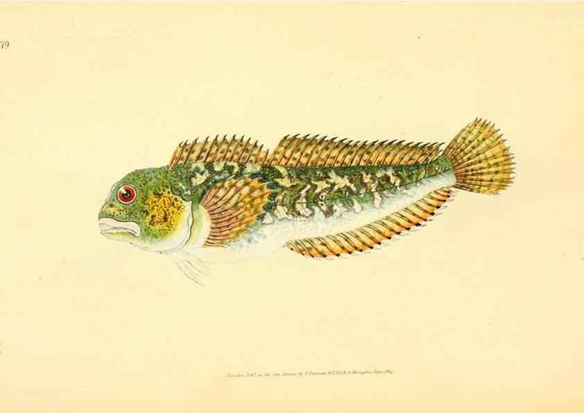 Reproducción/Reproduction 45156071004: The natural history of British fishes :. London :Printed for the author, and for F. and C. Rivington,1802-08.. 