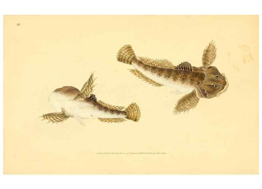 Reproducción/Reproduction 44966962695: The natural history of British fishes :. London :Printed for the author, and for F. and C. Rivington,1802-08.. 