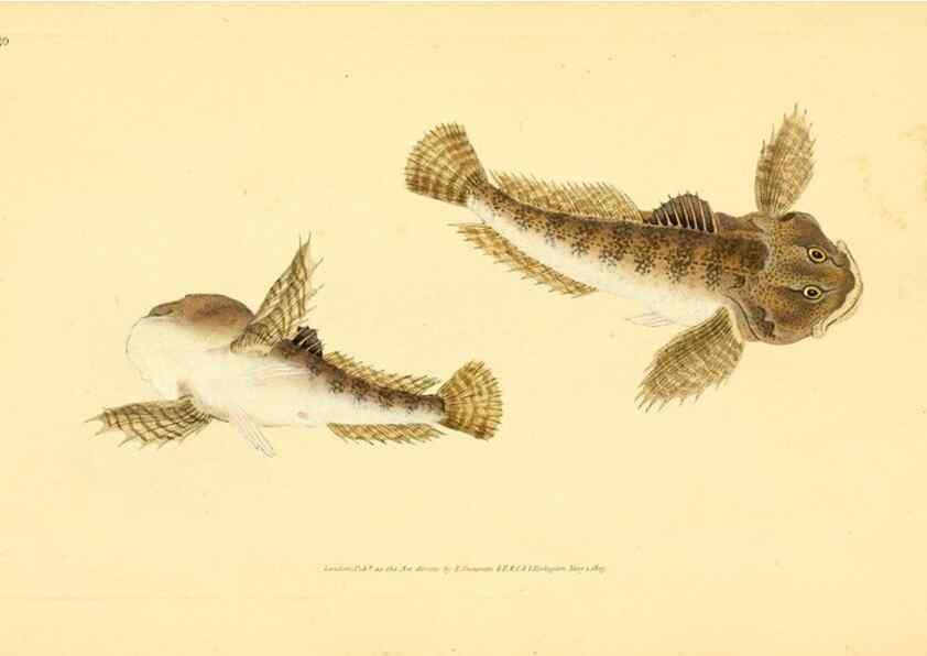 Reproducción/Reproduction 44966962695: The natural history of British fishes :. London :Printed for the author, and for F. and C. Rivington,1802-08.. 