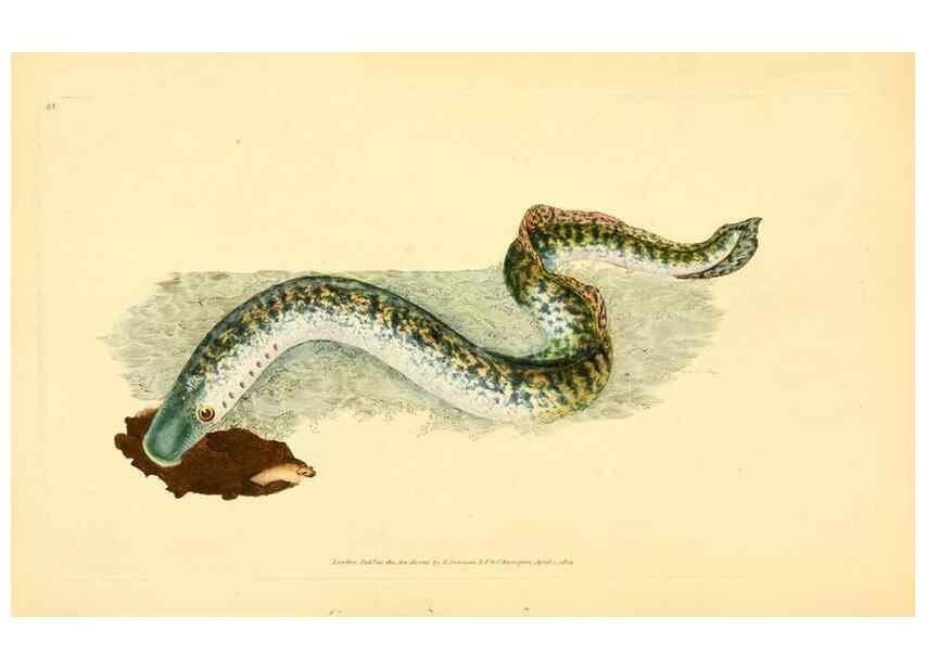 Reproducción/Reproduction 32008811468: The natural history of British fishes :. London :Printed for the author, and for F. and C. Rivington,1802-08.. 