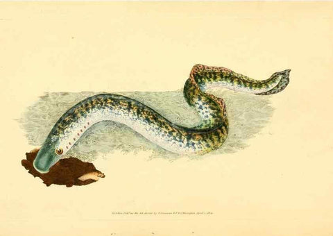 Reproducción/Reproduction 32008811468: The natural history of British fishes :. London :Printed for the author, and for F. and C. Rivington,1802-08.. 