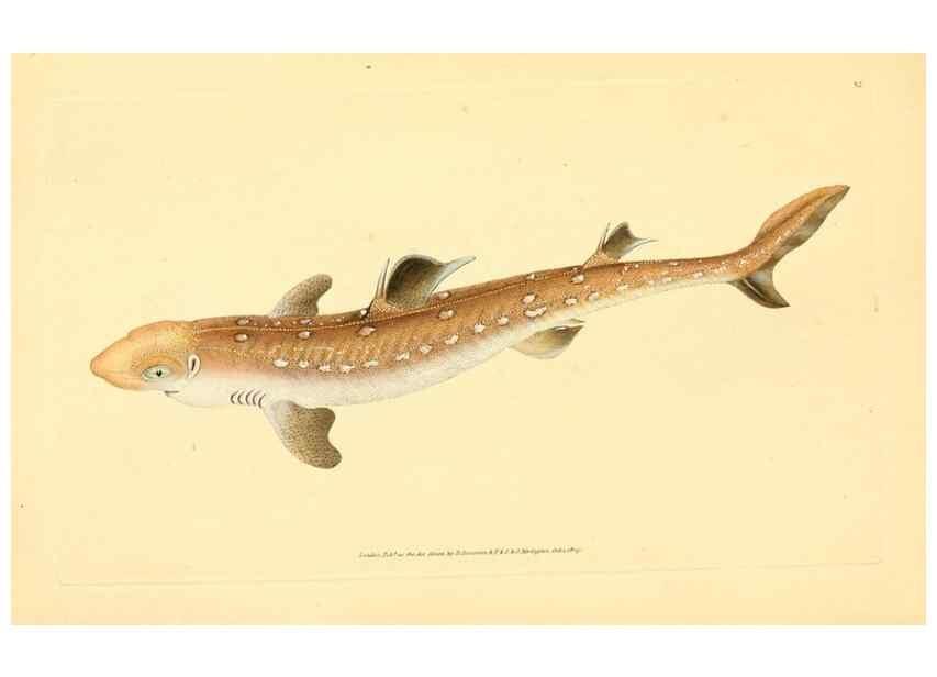 Reproducción/Reproduction 44966967175: The natural history of British fishes :. London :Printed for the author, and for F. and C. Rivington,1802-08.. 