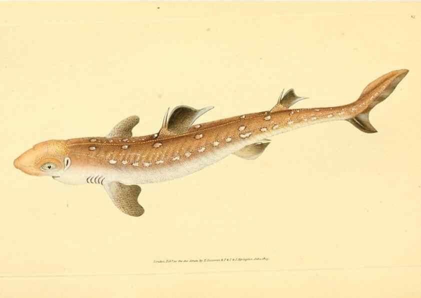 Reproducción/Reproduction 44966967175: The natural history of British fishes :. London :Printed for the author, and for F. and C. Rivington,1802-08.. 