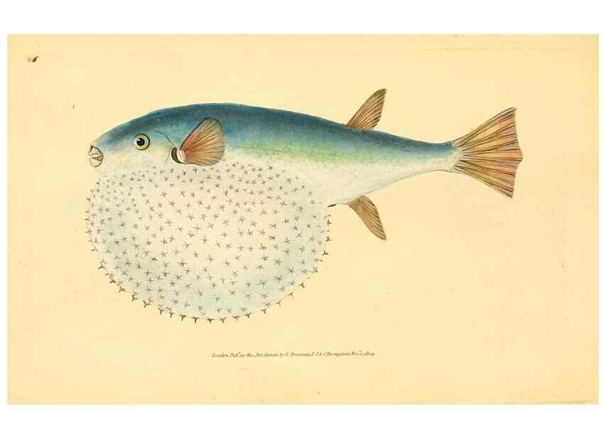 Reproducción/Reproduction 32008785958: The natural history of British fishes :. London :Printed for the author, and for F. and C. Rivington,1802-08.. 