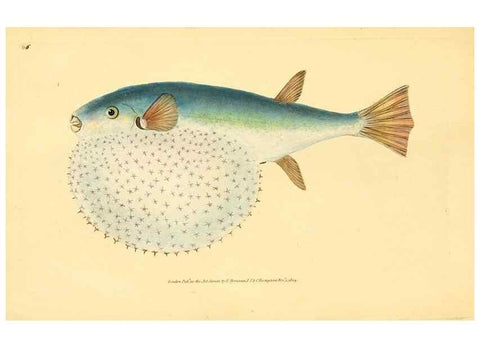 Reproducción/Reproduction 32008785958: The natural history of British fishes :. London :Printed for the author, and for F. and C. Rivington,1802-08.. 
