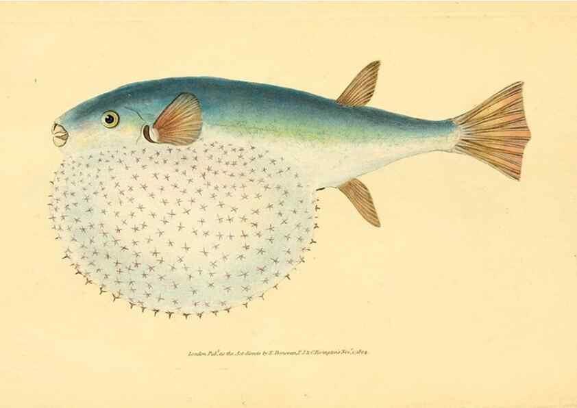 Reproducción/Reproduction 32008785958: The natural history of British fishes :. London :Printed for the author, and for F. and C. Rivington,1802-08.. 