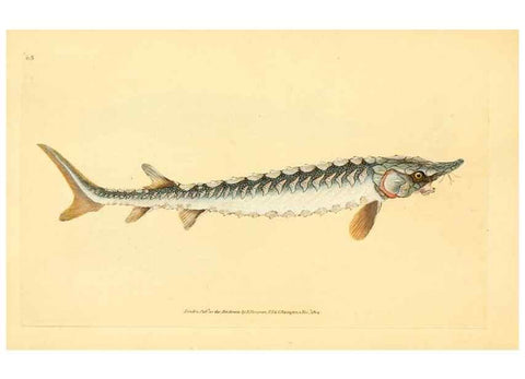 Reproducción/Reproduction 32008784078: The natural history of British fishes :. London :Printed for the author, and for F. and C. Rivington,1802-08.. 