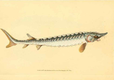 Reproducción/Reproduction 32008784078: The natural history of British fishes :. London :Printed for the author, and for F. and C. Rivington,1802-08.. 