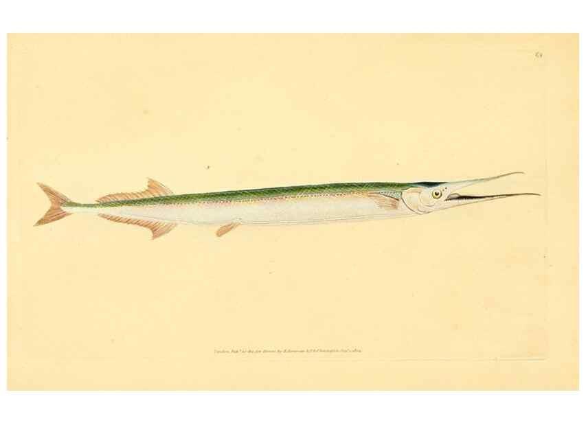 Reproducción/Reproduction 45880247751: The natural history of British fishes :. London :Printed for the author, and for F. and C. Rivington,1802-08.. 
