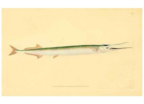 Reproducción/Reproduction 45880247751: The natural history of British fishes :. London :Printed for the author, and for F. and C. Rivington,1802-08.. 