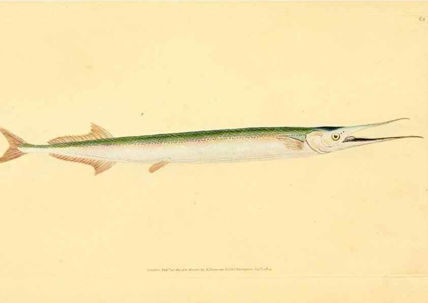 Reproducción/Reproduction 45880247751: The natural history of British fishes :. London :Printed for the author, and for F. and C. Rivington,1802-08.. 