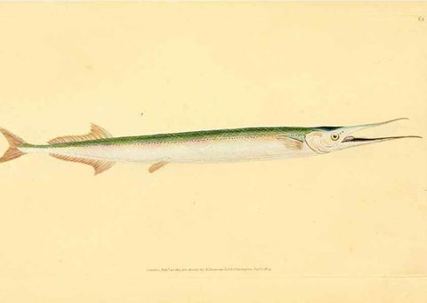 Reproducción/Reproduction 45880247751: The natural history of British fishes :. London :Printed for the author, and for F. and C. Rivington,1802-08.. 