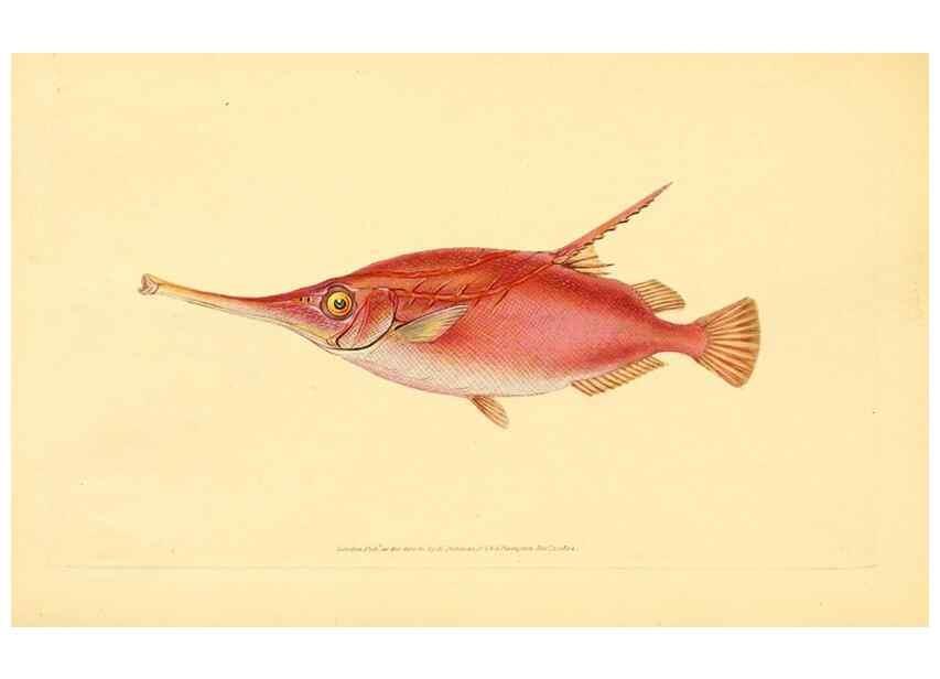 Reproducción/Reproduction 44966943985: The natural history of British fishes :. London :Printed for the author, and for F. and C. Rivington,1802-08.. 