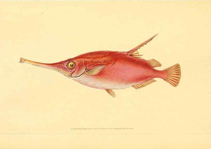Reproducción/Reproduction 44966943985: The natural history of British fishes :. London :Printed for the author, and for F. and C. Rivington,1802-08.. 