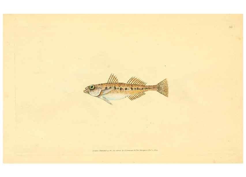 Reproducción/Reproduction 45880203671: The natural history of British fishes :. London :Printed for the author, and for F. and C. Rivington,1802-08.. 