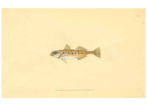Reproducción/Reproduction 45880203671: The natural history of British fishes :. London :Printed for the author, and for F. and C. Rivington,1802-08.. 