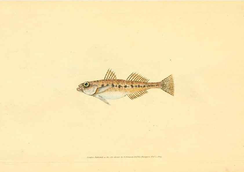 Reproducción/Reproduction 45880203671: The natural history of British fishes :. London :Printed for the author, and for F. and C. Rivington,1802-08.. 