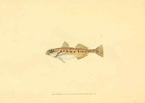 Reproducción/Reproduction 45880203671: The natural history of British fishes :. London :Printed for the author, and for F. and C. Rivington,1802-08.. 