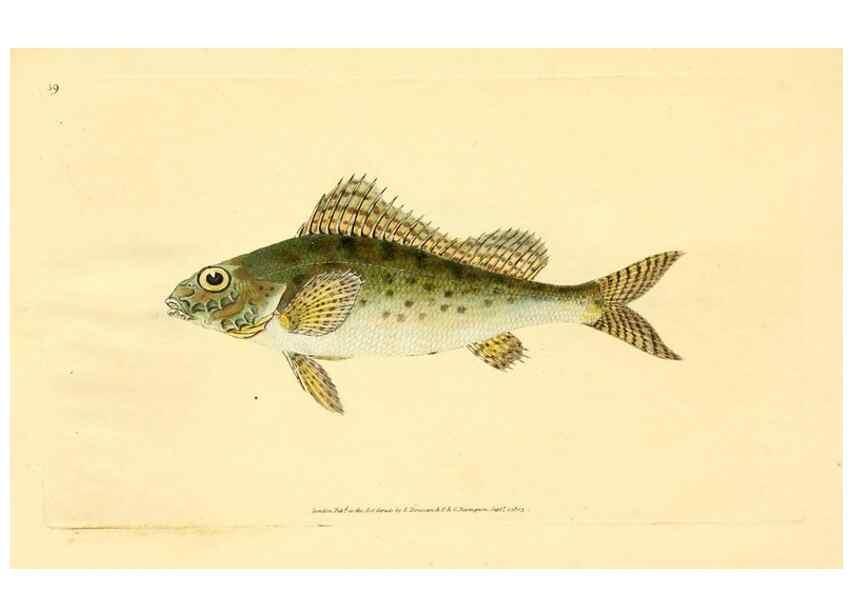 Reproducción/Reproduction 44063493290: The natural history of British fishes :. London :Printed for the author, and for F. and C. Rivington,1802-08.. 