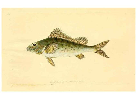 Reproducción/Reproduction 44063493290: The natural history of British fishes :. London :Printed for the author, and for F. and C. Rivington,1802-08.. 