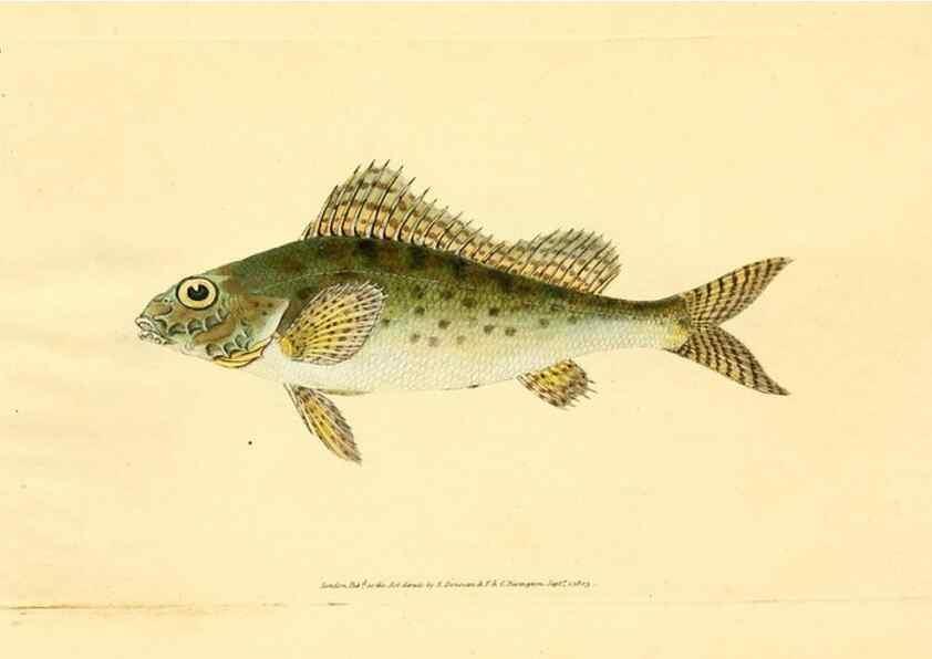 Reproducción/Reproduction 44063493290: The natural history of British fishes :. London :Printed for the author, and for F. and C. Rivington,1802-08.. 