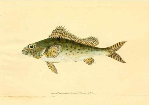Reproducción/Reproduction 44063493290: The natural history of British fishes :. London :Printed for the author, and for F. and C. Rivington,1802-08.. 