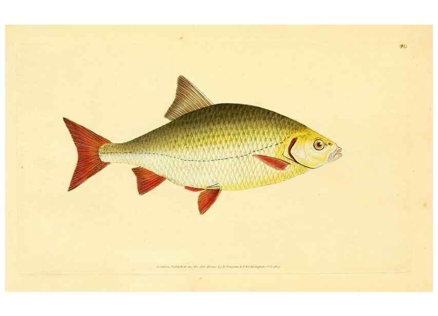 Reproducción/Reproduction 45155993814: The natural history of British fishes :. London :Printed for the author, and for F. and C. Rivington,1802-08.. 