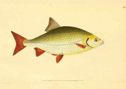 Reproducción/Reproduction 45155993814: The natural history of British fishes :. London :Printed for the author, and for F. and C. Rivington,1802-08.. 