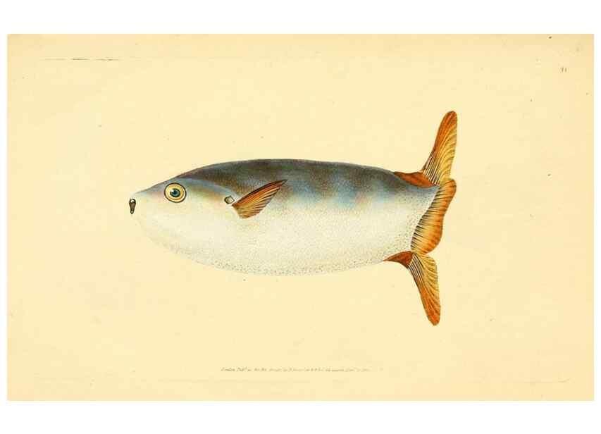 Reproducción/Reproduction 45155995984: The natural history of British fishes :. London :Printed for the author, and for F. and C. Rivington,1802-08.. 