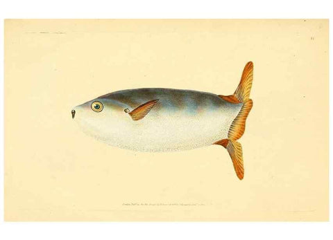 Reproducción/Reproduction 45155995984: The natural history of British fishes :. London :Printed for the author, and for F. and C. Rivington,1802-08.. 