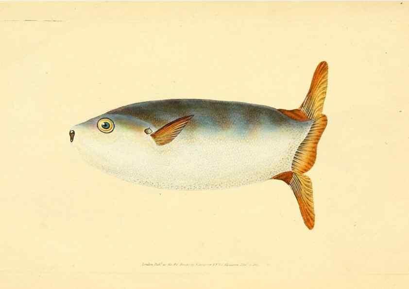 Reproducción/Reproduction 45155995984: The natural history of British fishes :. London :Printed for the author, and for F. and C. Rivington,1802-08.. 