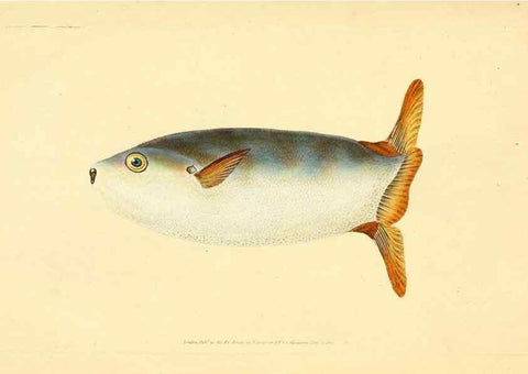Reproducción/Reproduction 45155995984: The natural history of British fishes :. London :Printed for the author, and for F. and C. Rivington,1802-08.. 