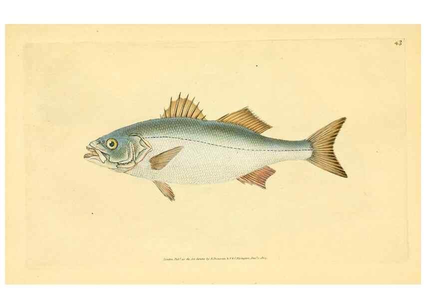 Reproducción/Reproduction 45880215931: The natural history of British fishes :. London :Printed for the author, and for F. and C. Rivington,1802-08.. 