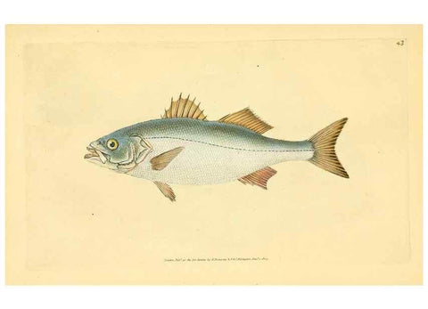 Reproducción/Reproduction 45880215931: The natural history of British fishes :. London :Printed for the author, and for F. and C. Rivington,1802-08.. 