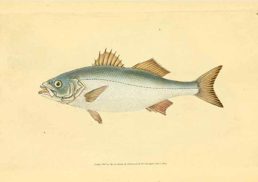 Reproducción/Reproduction 45880215931: The natural history of British fishes :. London :Printed for the author, and for F. and C. Rivington,1802-08.. 