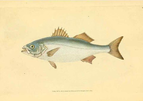 Reproducción/Reproduction 45880215931: The natural history of British fishes :. London :Printed for the author, and for F. and C. Rivington,1802-08.. 