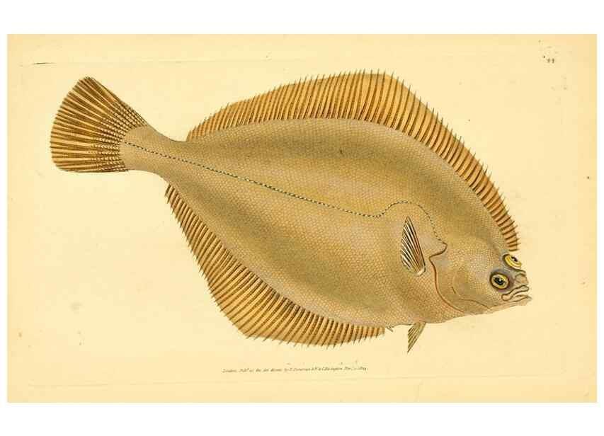 Reproducción/Reproduction 45830475282: The natural history of British fishes :. London :Printed for the author, and for F. and C. Rivington,1802-08.. 