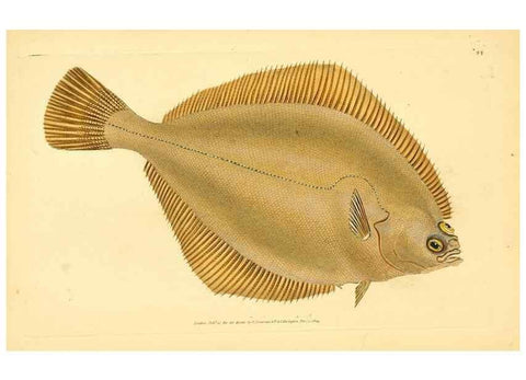 Reproducción/Reproduction 45830475282: The natural history of British fishes :. London :Printed for the author, and for F. and C. Rivington,1802-08.. 