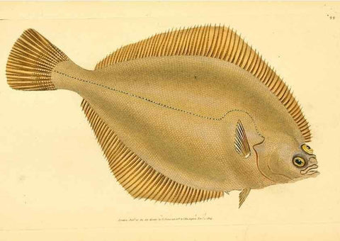 Reproducción/Reproduction 45830475282: The natural history of British fishes :. London :Printed for the author, and for F. and C. Rivington,1802-08.. 