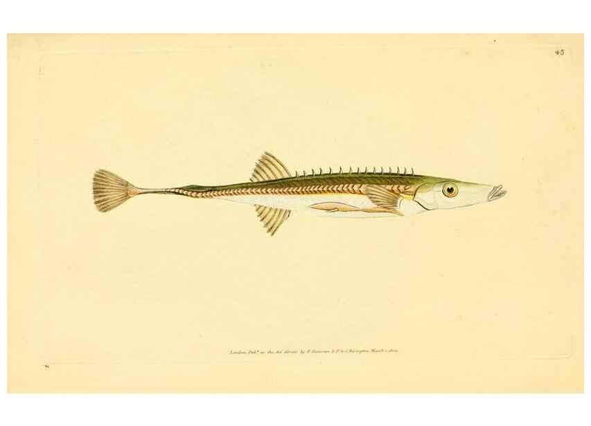 Reproducción/Reproduction 45880222101: The natural history of British fishes :. London :Printed for the author, and for F. and C. Rivington,1802-08.. 