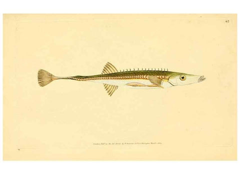 Reproducción/Reproduction 45880222101: The natural history of British fishes :. London :Printed for the author, and for F. and C. Rivington,1802-08.. 