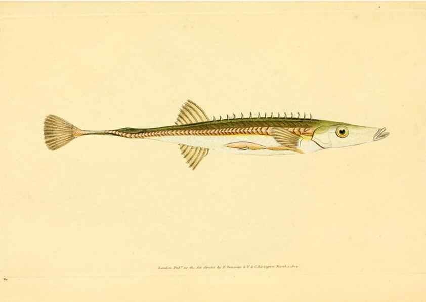 Reproducción/Reproduction 45880222101: The natural history of British fishes :. London :Printed for the author, and for F. and C. Rivington,1802-08.. 