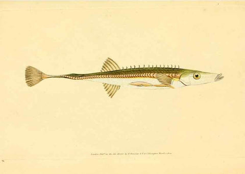 Reproducción/Reproduction 45880222101: The natural history of British fishes :. London :Printed for the author, and for F. and C. Rivington,1802-08.. 