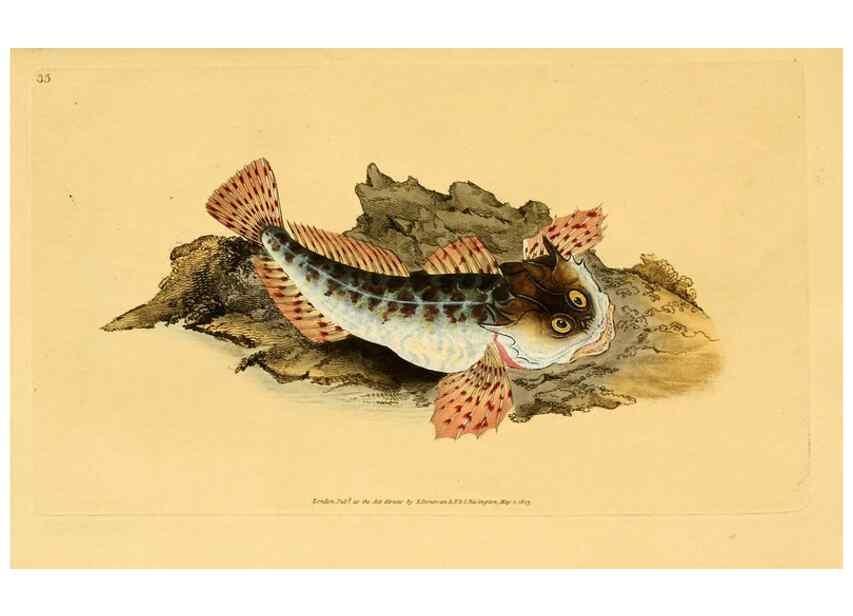 Reproducción/Reproduction 45880197901: The natural history of British fishes :. London :Printed for the author, and for F. and C. Rivington,1802-08.. 