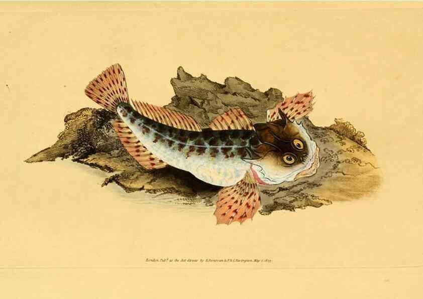 Reproducción/Reproduction 45880197901: The natural history of British fishes :. London :Printed for the author, and for F. and C. Rivington,1802-08.. 