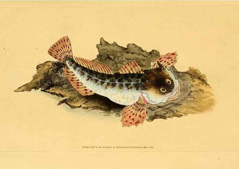 Reproducción/Reproduction 45880197901: The natural history of British fishes :. London :Printed for the author, and for F. and C. Rivington,1802-08.. 