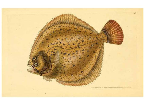 Reproducción/Reproduction 45880225291: The natural history of British fishes :. London :Printed for the author, and for F. and C. Rivington,1802-08.. 