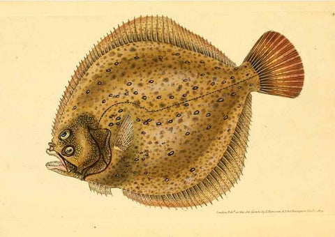 Reproducción/Reproduction 45880225291: The natural history of British fishes :. London :Printed for the author, and for F. and C. Rivington,1802-08.. 