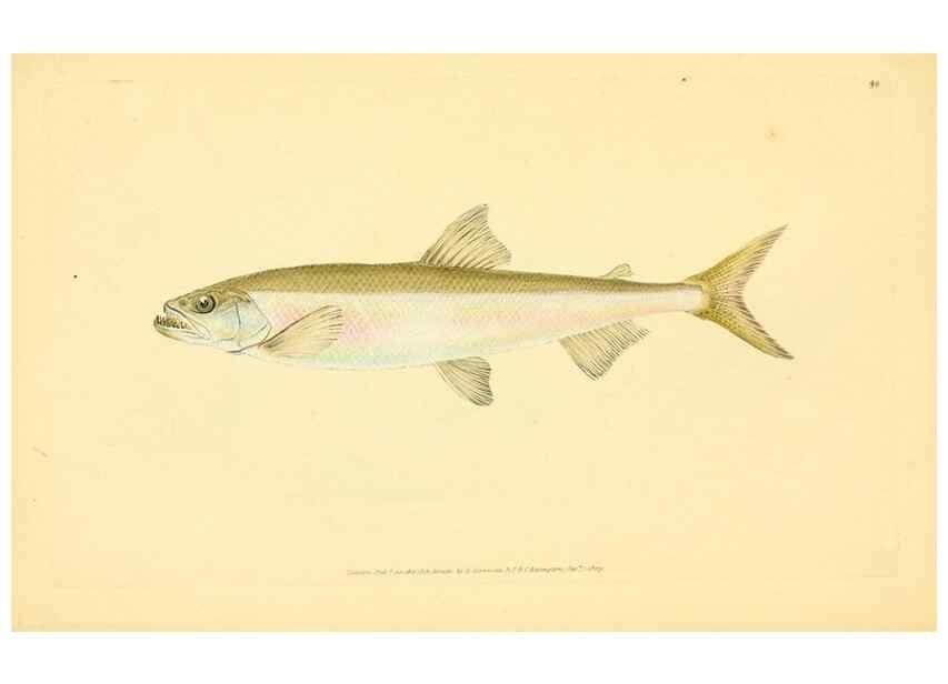 Reproducción/Reproduction 45830484562: The natural history of British fishes :. London :Printed for the author, and for F. and C. Rivington,1802-08.. 