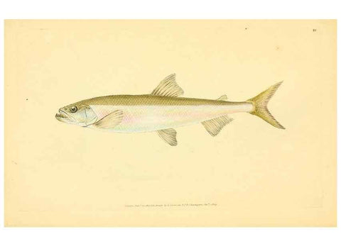 Reproducción/Reproduction 45830484562: The natural history of British fishes :. London :Printed for the author, and for F. and C. Rivington,1802-08.. 